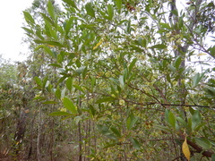Dodonaea polyandra