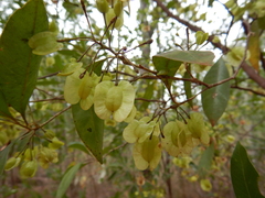 Dodonaea polyandra