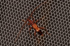 Coptocercus aberrans