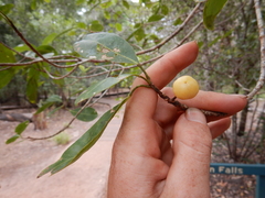 Acronychia imperforata