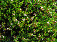 Muehlenbeckia volcanica