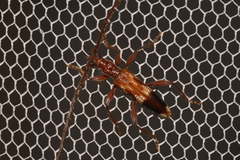 Coptocercus aberrans