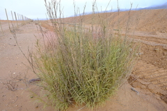 Ectadium virgatum
