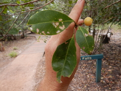 Acronychia imperforata