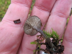 Rhodocybe caelata