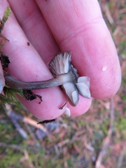 Rhodocybe caelata