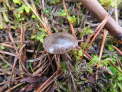 Rhodocybe caelata
