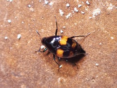 Scaphidium