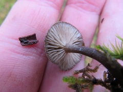 Rhodocybe caelata