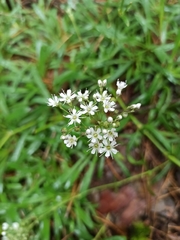 Gypsophila fastigiata