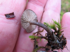 Rhodocybe caelata