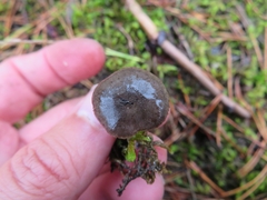 Rhodocybe caelata