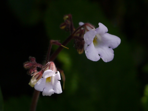 Henckelia meeboldii