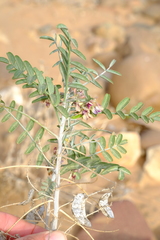 Lessertia brachypus