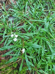 Gypsophila fastigiata