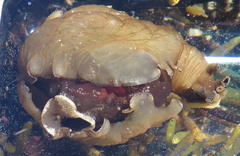 Aplysia parvula