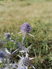 Eryngium planum