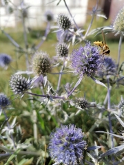 Eryngium planum