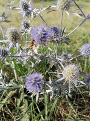Eryngium planum