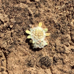 Chthonocephalus pseudevax