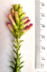 Freylinia densiflora