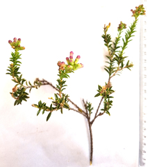 Freylinia densiflora