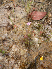 Stylidium delicatum
