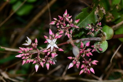 Crassula multicava multicava
