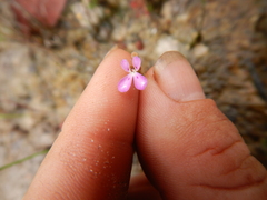 Stylidium delicatum