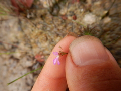 Stylidium delicatum