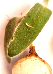 Ornithogalum hispidum