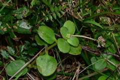 Crassula multicava multicava