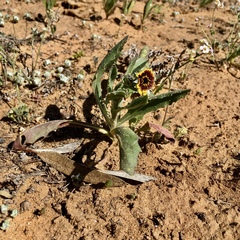 Osteospermum monstrosum