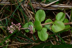 Crassula multicava multicava