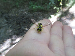 Xanthogramma stackelbergi