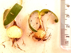 Ornithogalum hispidum