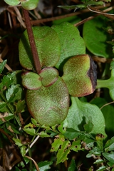 Crassula multicava multicava
