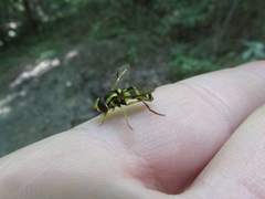 Xanthogramma stackelbergi