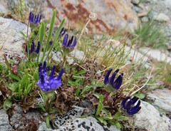 Phyteuma globulariifolium
