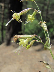 Silene saxatilis
