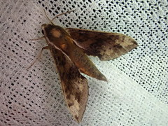 Rhagastis trilineata
