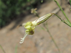 Silene saxatilis
