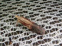 Nephopterix bicolorella