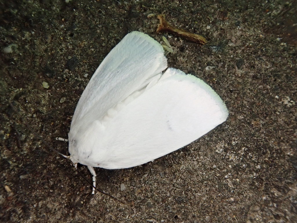Chasminodes sugii