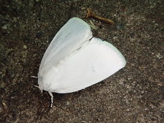 Chasminodes sugii
