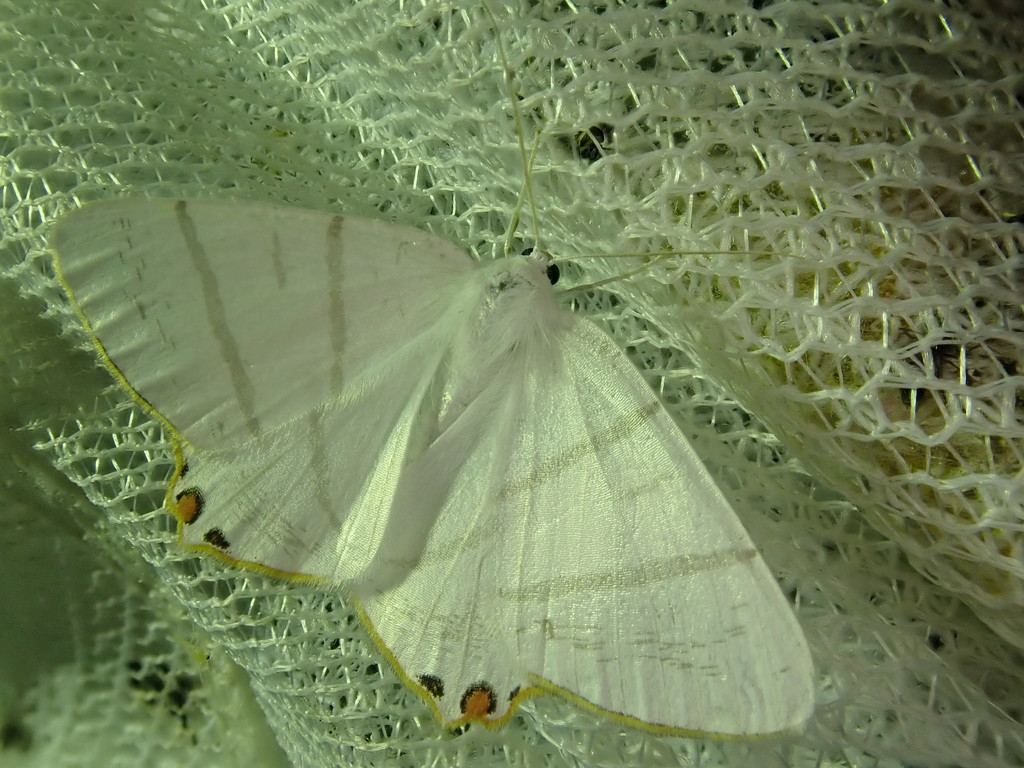 Ourapteryx nomurai