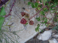 Rubus carpetanus
