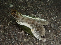 Stenoloba jankowskii