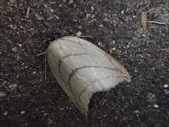 Pseudalbara parvula