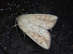 Mythimna flavostigma